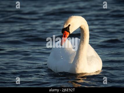 Cigno bianco sul lago blu, vista laterale molto da vicino Foto Stock