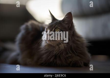 Divertente gattino grigio longhair grande con i grandi occhi verdi che si trovano sul tavolo bianco. Adorabile gatto soffice leccarsi le labbra. Spazio libero per il testo. Foto Stock