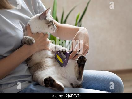 il proprietario pettina gatto carino con spazzola. cura del pet Foto Stock