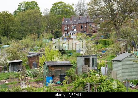 Allotments in UK - Gledhow Valley allotments con tipica casa a schiera in Chapel Allerton, Leeds, Inghilterra Foto Stock