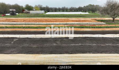 Piantare barbabietola rosso Beta vulgaris piantare bio agricoltore drone agricoltura aerea e agricola giardino foglia verde giardiniere tavola cena a mano natura Foto Stock