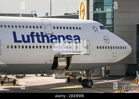 Francoforte, Germania - Aprile 2022: Vista ravvicinata della parte anteriore di un jet Lufthansa Boeing 747. Un contenitore per il trasporto aereo si trova sul bordo della stiva del carico Foto Stock