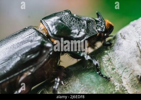 Macro real foto lato mezzo vista nero selvaggio europeo rinoceronte insetti coleotteri, forte protetto corpo massiccio, testa naso forma unica. Entomologia Foto Stock