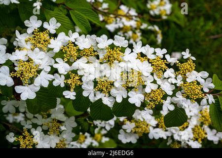 Inizio stagione giapponese cespuglio di palla di neve, Viburnum plicatum forma tomentosum varietà Pink Beauty, fiori bianchi prima che girino rosa. Baden Baden, Baden Wu Foto Stock