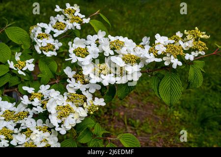 Inizio stagione giapponese cespuglio di palla di neve, Viburnum plicatum forma tomentosum varietà Pink Beauty, fiori bianchi prima che girino rosa. Baden Baden, Baden Wu Foto Stock