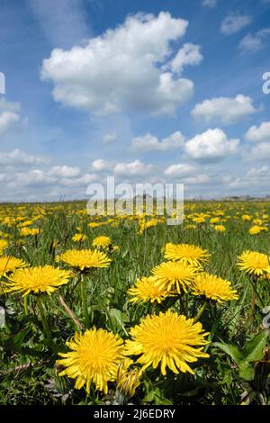 Un campo pieno di dandelions vicino Biggin, Peak District National Park, Derbyshire, Inghilterra Foto Stock