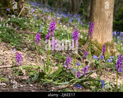 Un gruppo di orchidee Purple in anticipo (mascula Orchis) in un bosco nel Kent Foto Stock