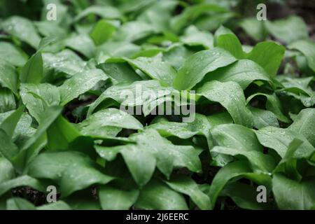 Allium ursinum. Foglie verdi di ramson. L'aglio selvatico cresce nella foresta Foto Stock