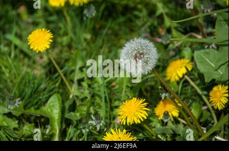 Orologio dente di leone con dente di leone Taraxacum officinale, Regno Unito Foto Stock