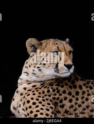 Bella femmina Gepard primo piano. Foto di alta qualità Foto Stock