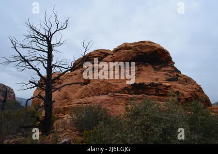 Albero morto che si staglia di fronte a una formazione di roccia rossa a forma di campana a Sedona. Foto Stock