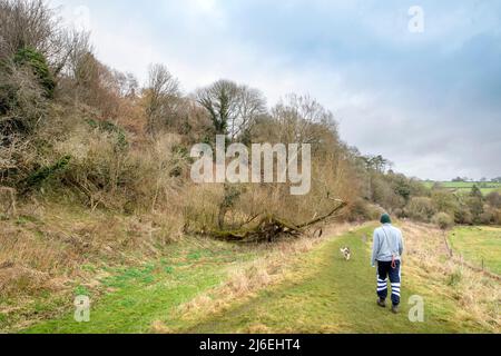 Un cane che cammina sulla riva del vecchio Somerset Coal Canal vicino a Midford, Bath, Regno Unito Foto Stock