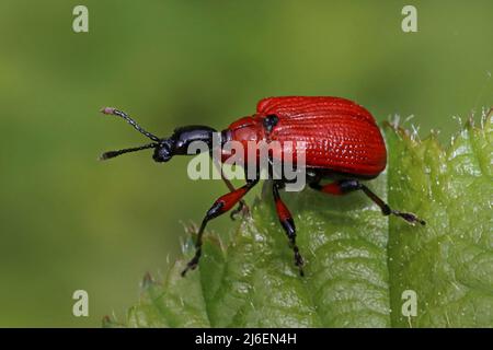 Rullo a foglie di nocciolo Wevil Apoderus coryli Foto Stock