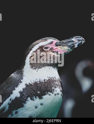 Bella Pinguin primo piano Fotografia. Foto di alta qualità Foto Stock