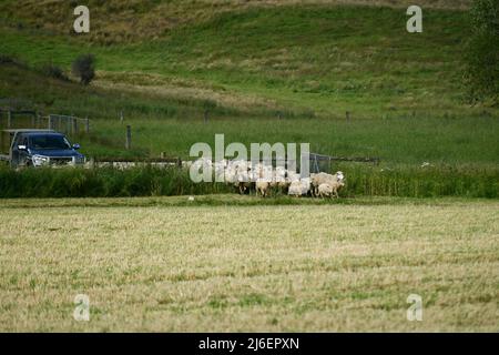 Un pastore sposta una folla di pecore in un nuovo paddock a Springfield, Nuova Zelanda Foto Stock