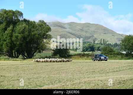 Un pastore sposta una folla di pecore in un nuovo paddock a Springfield, Nuova Zelanda Foto Stock