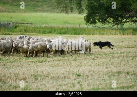 Un cane da pecora sposta una folla di pecore in un nuovo paddock vicino Springfield, Nuova Zelanda Foto Stock