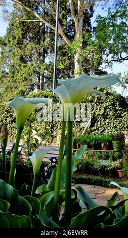 Bellissimi fiori bianchi di Zantedeschia aethiopica anche noto come giglio calla. Avvistato nei giardini botanici Ooty Foto Stock