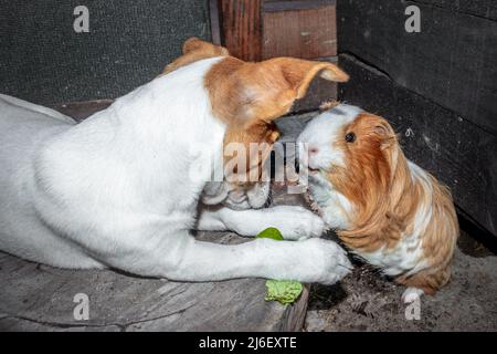 Porcellino d'India domestico al riparo (cavia porcellus) con un cane Jack Russell Terrier, Città del Capo, Sudafrica Foto Stock