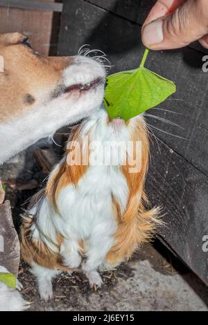 Porcellino d'India domestico al riparo (cavia porcellus) con un cane Jack Russell Terrier, Città del Capo, Sudafrica Foto Stock