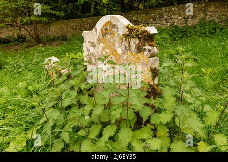 Due tombe / lapidi inghiottite da erbacce e erbe, probabilmente risalenti al 18th secolo. Foto Stock