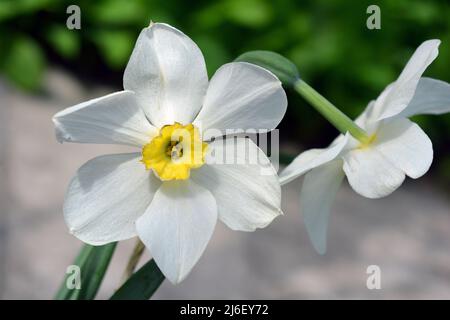 Daffodils in fiore, fiori bianchi e centro giallo. Foto Stock