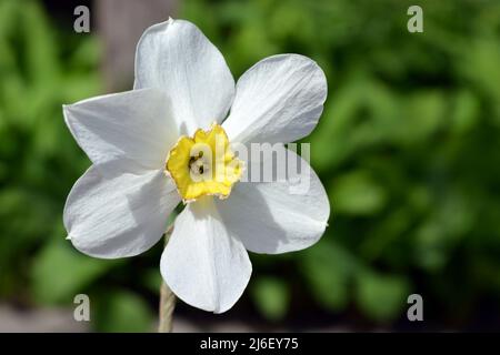 Daffodils in fiore, fiori bianchi e centro giallo. Foto Stock