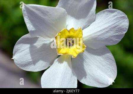 Daffodils in fiore, fiori bianchi e centro giallo. Foto Stock