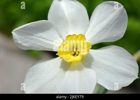 Daffodils in fiore, fiori bianchi e centro giallo. Foto Stock