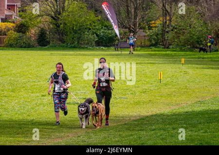 Canicross (correndo con i cani) concorrenti che partecipano alla Findon Grand National 10k Charity Run - Findon, West Sussex, Inghilterra, Regno Unito. Foto Stock