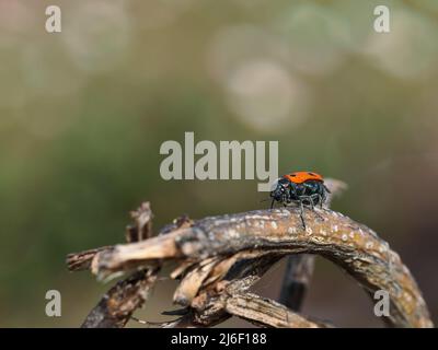 Lachnaia sexpunctata. Beetle sei punti nel loro ambiente naturale. Foto Stock