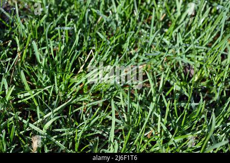 Brillante prima, mattinata luminosa, è uscita dal suolo erba fresca di primavera con piccole foglie sottili. Sfondo erboso verde, suolo coperto insolitamente. Foto Stock