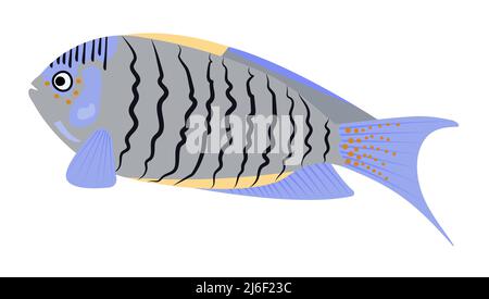 Angelfish grigio-blu, illustrazione colorata Illustrazione Vettoriale