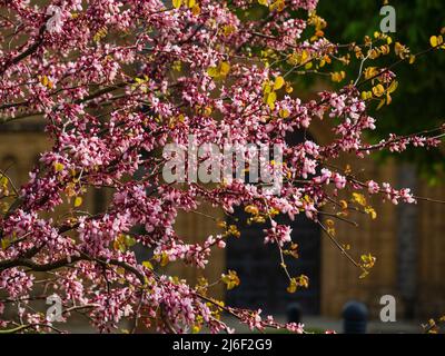 Fiori di primavera rosa più chiari e scuri massaggiati dell'albero deciduo del Judas, Cercis siliquastrum Foto Stock