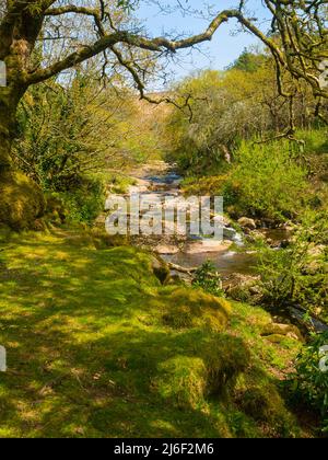 Vista primaverile del fiume Avon, Dartmoor, Devon, Regno Unito sulla sezione tra Shipley Bridge e la diga di Avon Foto Stock