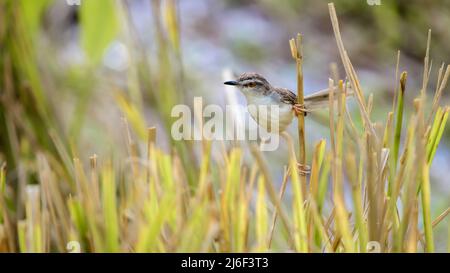 Bellissimo uccello Plain Prinia che predica nel campo delle risaie, tenendolo su una paglia di risaie. Foto Stock