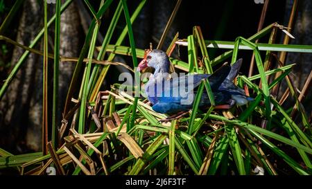 Swanphen a testa grigia che riposa sul nido delle canne. Uovo che depone uccello d'acqua nel parco di Diyasaru, Colombo. Foto Stock