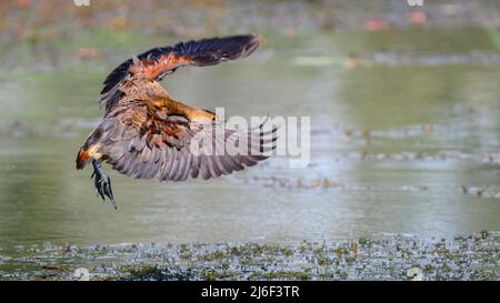 Anatra fischiante inferiore che atterra sulla palude. Fotografato nel Parco Diyasaru, Thalawathugoda. Foto Stock