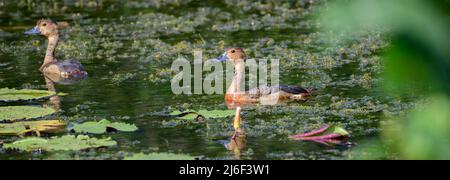 Coppia di anatre meno fischianti che nuotano attraverso la vegetazione galleggiante nel lago al parco Diyasaru, Colombo. Foto Stock