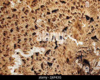 Polyporus squamosus o Dryad Saddle fungo Foto Stock