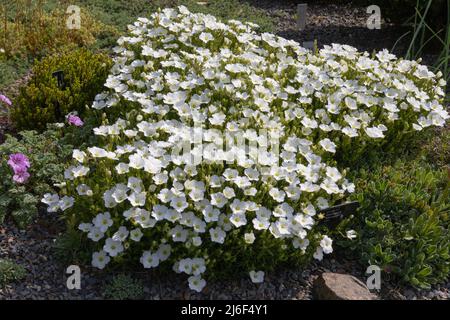 Brillanti fiori primaverili bianchi dell'arenaria montana che formano un tappeto a terra Foto Stock