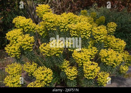 fiori gialli luminosi dell'euforbia caratteristiche,subsp,wulfenii Foto Stock