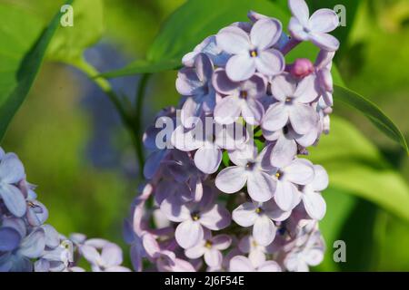 Fiore di syringa vulgaris - Lillà - Lilac comune Foto Stock