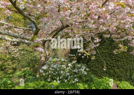 Prunus fugenzo, il ciliegio ornamentale giapponese ricoperto da una massa di fiori primaverili Foto Stock