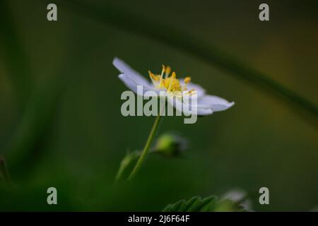Fiore selvatico di fragola nella foresta Foto Stock
