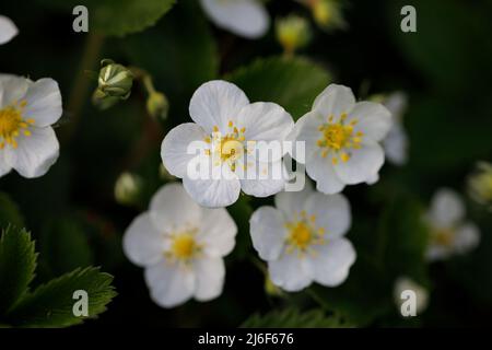 Fiori di fragola selvaggia nella foresta con un piccolo bug su di esso Foto Stock