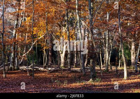 Una varietà di alberi nei loro colori d'autunno Foto Stock