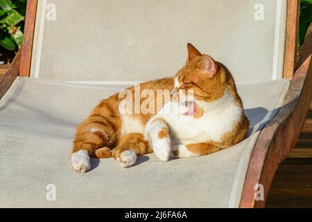 Cat godendo la tranquillità del mattino su una sedia a sdraio presso la piscina Foto Stock