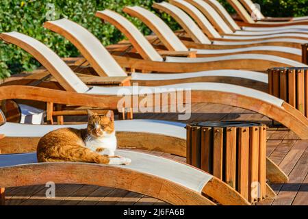 Cat godendo la tranquillità del mattino su una sedia a sdraio presso la piscina Foto Stock