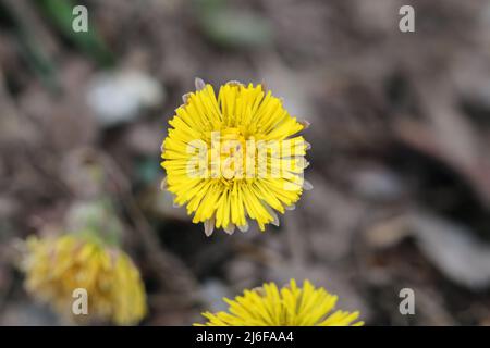 Piede di coltpiedi giallo aka tussilago farfarara (fin: Leskenlehti) fiori fotografati in Finlandia durante i primi giorni primaverili. Piccoli fiori. Foto Stock